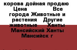 корова дойная продаю › Цена ­ 100 000 - Все города Животные и растения » Другие животные   . Ханты-Мансийский,Ханты-Мансийск г.